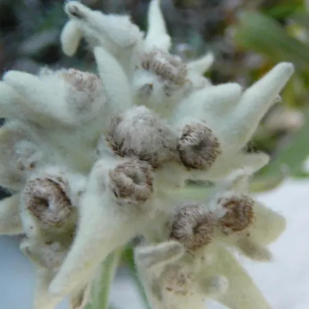 Апартаменты Acheregg *