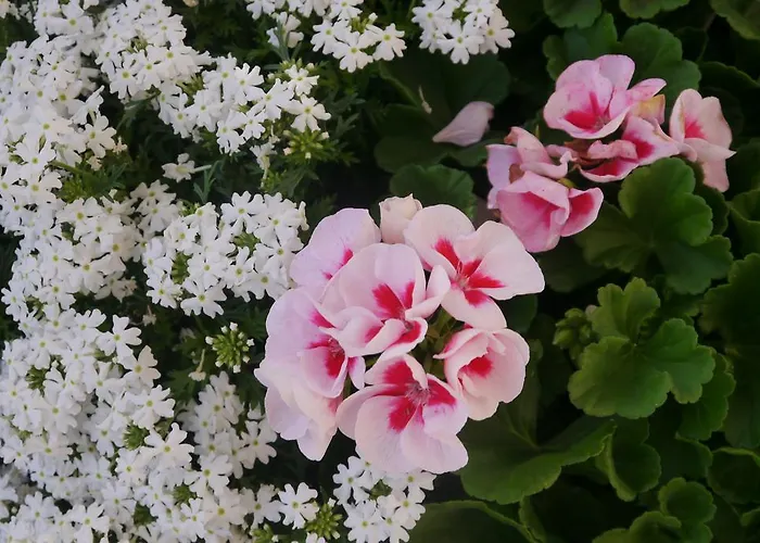 Apartment Acheregg Wengen